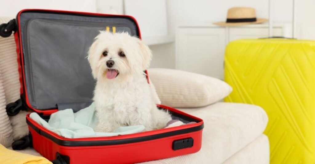hotel para cachorros