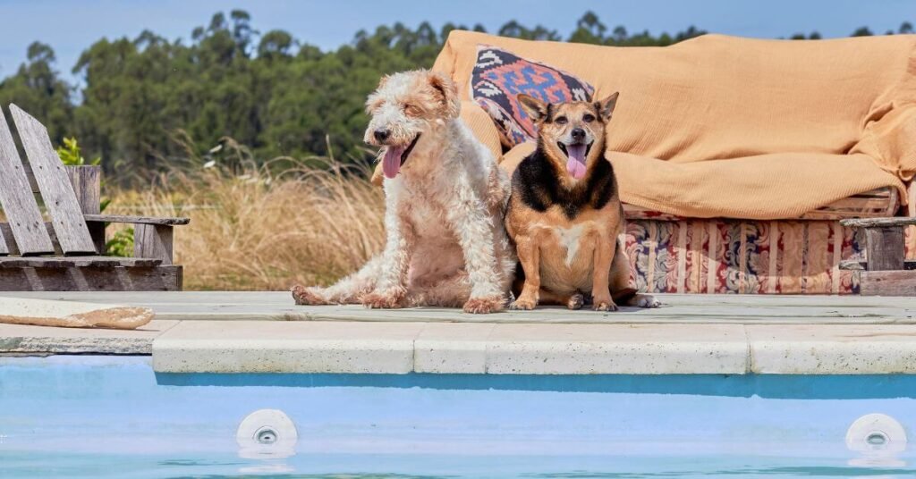 hotel para cachorros